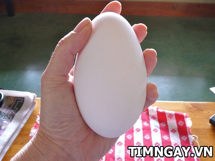 Ăn trứng ngỗng có tốt như mọi người thường nghĩ? 2