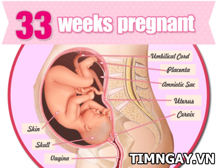 Mẹ có biết đâu là sự thay đổi của cơ thể và thai nhi tuần 33?1