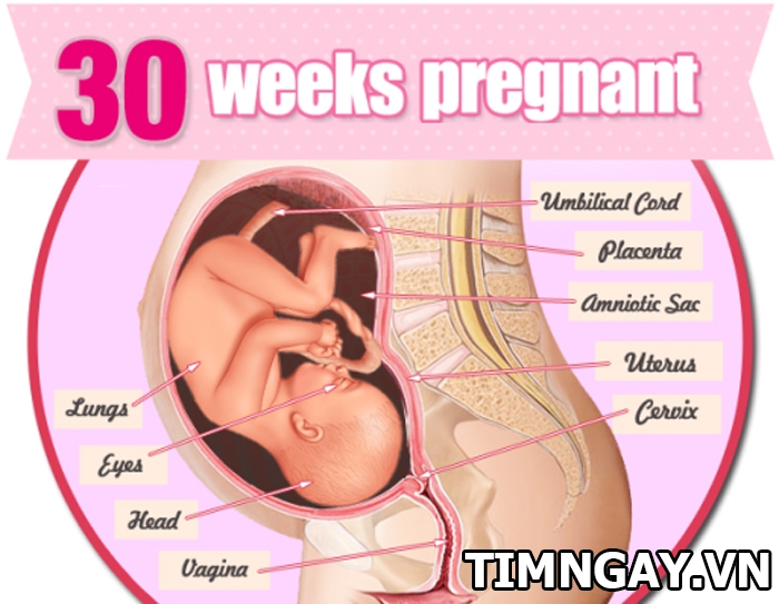 Thai 30 tuần tuổi- Giai đoạn quan trọng nhất của quá trình mang thai1