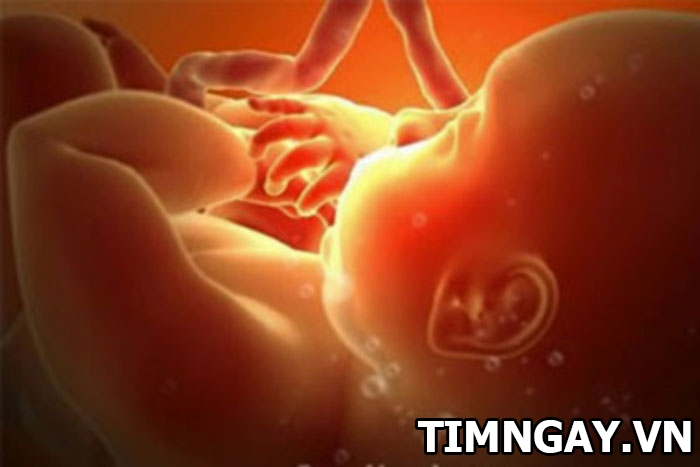 Thai nhi nấc cụt – Hiện tượng cần biết khi mang thai 1