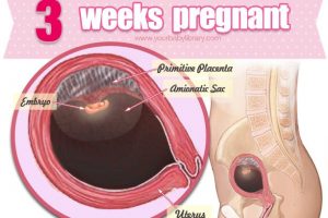 Mang thai tuần thứ 3 với sự phát triển mạnh của thai nhi và sự thay đổi của bà mẹ