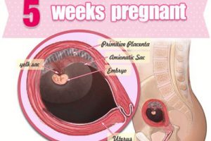 Những điều mẹ bầu cần biết khi mang thai tuần thứ 5